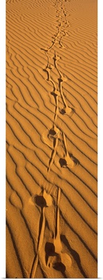 Animal tracks on sand dune Namibia