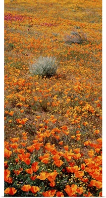 Antelope Valley Poppy Reserve CA