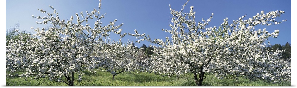 Apple Blossom Trees Norway