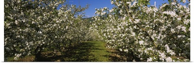 Apple orchard in bloom, Peshastin, Chelan County, Washington State