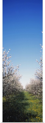 Apple trees in an orchard, Illinois