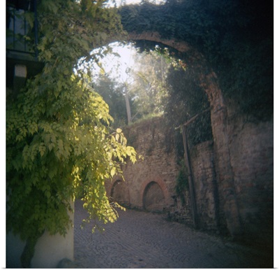 Archway covered with ivies, Neive, Cuneo Province, Piedmont, Italy