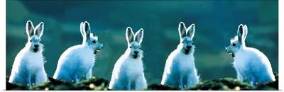 Arctic Hares (concept) Ellesmere Isl Canada