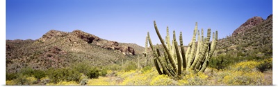 Arizona, organ pipe cactus