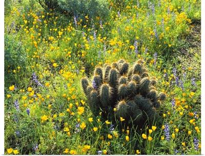 Arizona, Organ Pipe Cactus National Monument