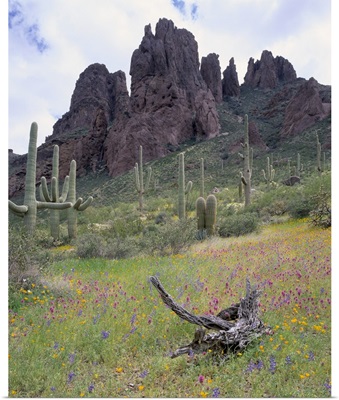 Arizona, Organ Pipe Cactus National Monument, Cactus and wildflowers in a landscape