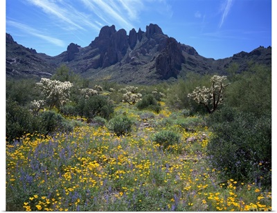 Arizona, Organ Pipe Cactus National Monument, Wildflowers on the mountain