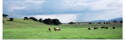 Arizona, San Rafael Valley, horses grazing
