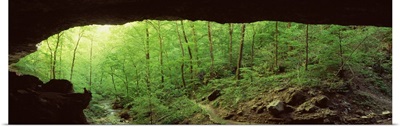 Arkansas, Ozarks, Lost Valley, Cobb Cave, Panoramic view of a forest