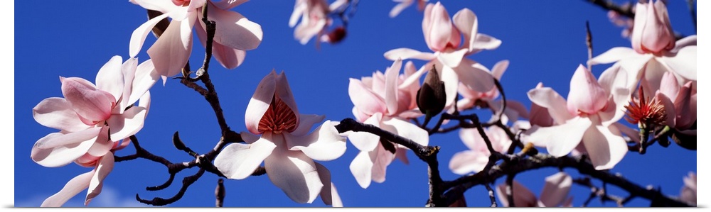 Panoramic photograph taken of a branch of magnolia blossoms against a clear blue sky.