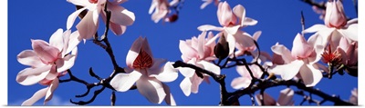 Asian Magnolia Blossoms CA