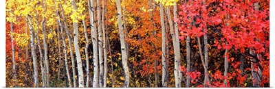 Aspen and Black Hawthorn trees in a forest, Grand Teton National Park, Wyoming