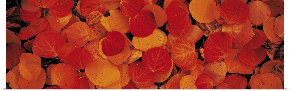 Up-close panoramic photograph of autumn colored leaves on the ground.