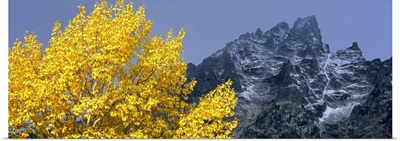Aspen tree with mountains in background, Mt Teewinot, Grand Teton National Park, Wyoming