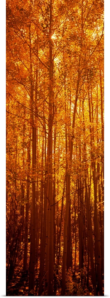Giant, vertical photograph of tall aspen trees in the fall, a golden sunrise behind them, in Colorado.