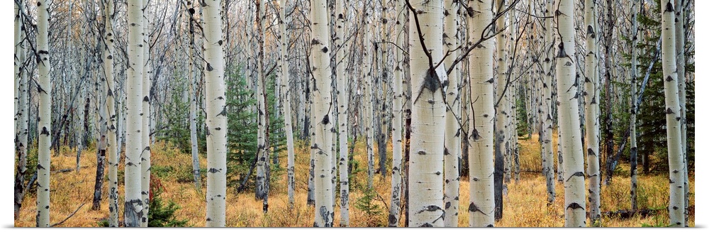 This wall art is a panoramic photograph of a forest of white barked trees growing in the Canadian Rockieso wilderness.