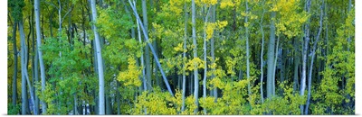 Aspen trees in a forest, Bishop, California
