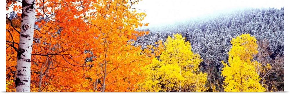 This art work is perfect wall decor for the office a panoramic photograph of colorful trees on a mountainside during the f...