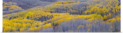 Aspen trees in a forest, Boulder Mountain, Utah
