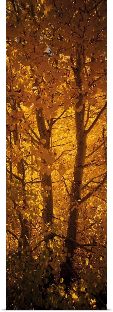 This is a vertical photograph of a single tree trunk filling the entirety of this autumn wall art.