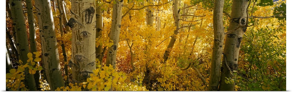 This nature photograph comes on a panoramic shaped wall decoration is a close up of tree trunks in a forest around autumn.