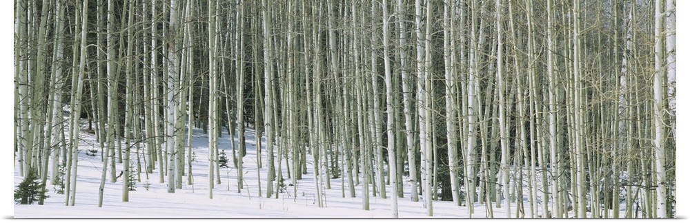 Panoramic image of stark aspen trees in the snow in winter in Chama, New Mexico.