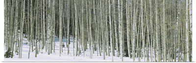 Aspen trees in a forest, Chama, New Mexico