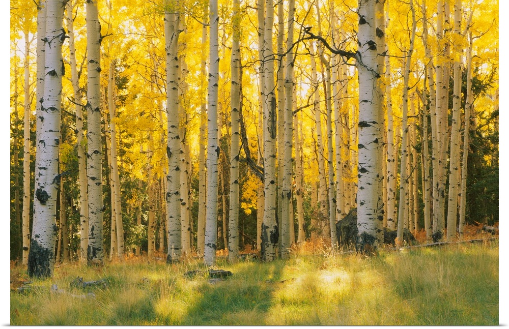 Aspen trees in a forest, Coconino National Forest, Arizona, USA