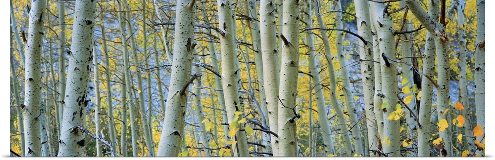 Panoramic photograph shows a woodland in the Western United States that is densely filled with thin trees.