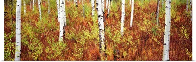 Aspen trees in a forest, Shadow Mountain, Grand Teton National Park, Wyoming