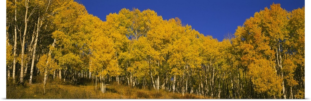 Panoramic photo of fall foliage in a forest in Colorado printed on canvas.