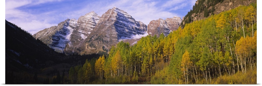 Aspen trees in a forest with a mountain range in the background, Maroon Bells, Pitkin County, Gunnison County, Colorado