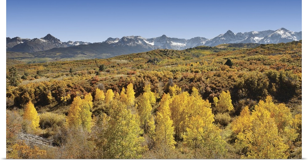 Aspen trees in a forest with a mountain range in the background, Sneffels Range, Dallas Divide, Colorado
