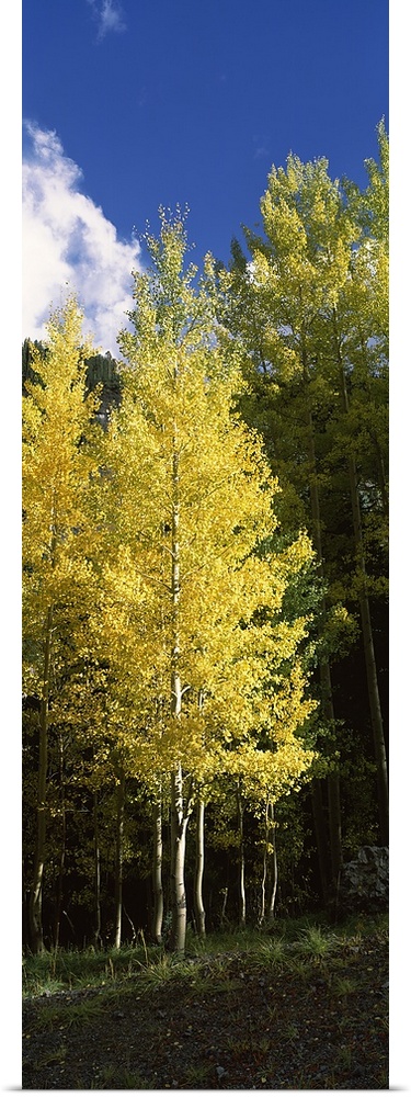 Aspen trees in a park, Colorado, USA