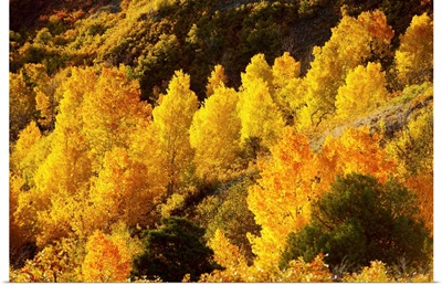 Aspen trees in autumn, Capitol Reef National Park, Utah