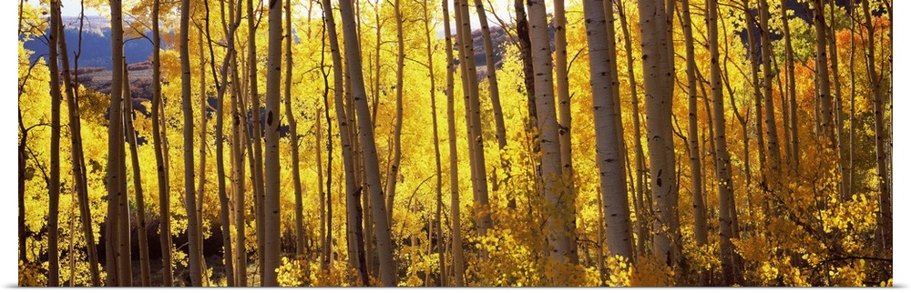 Wide angle photograph of golden Aspen trees, basking in the autumn sunlight, in a forest in Colorado.