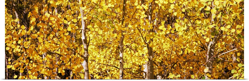 Golden leaves dappled with sunlight in the fall, covering pale branches and thin tree trunks.