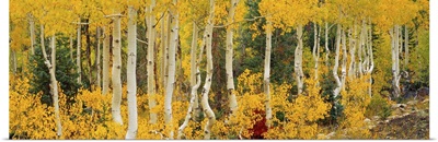 Aspen trees in autumn, Dixie National Forest, Utah