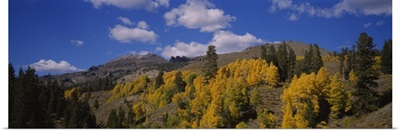 Aspen trees in mountains, Sonora Pass, Sierra Mountain, California