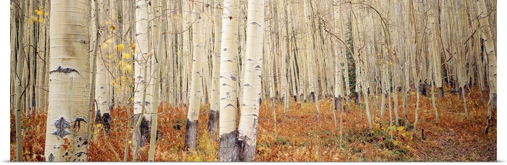 Landscape, large wall picture of a dense forest of white aspen trees in Aspen, Colorado.
