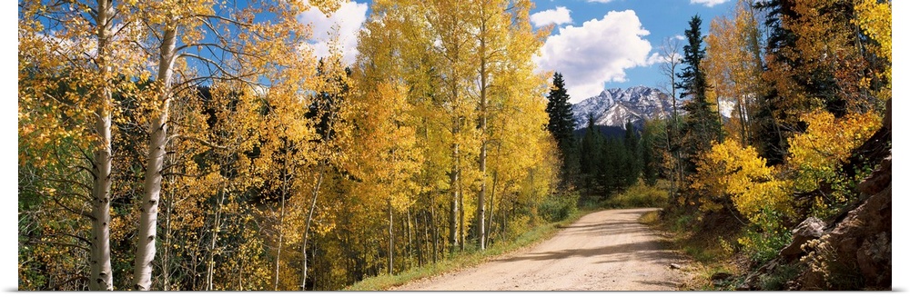 Aspen trees on both sides of a road, Old Lime Creek Road, Cascade, El Paso County, Colorado, USA