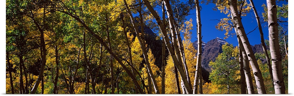 Panoramic photograph on a large canvas of fall colored aspen trees in Pitkin County, Colorado.  The Maroon Bells can be se...