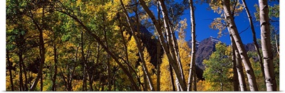Aspen trees with mountains in the background, Maroon Bells, Aspen, Pitkin County, Colorado,
