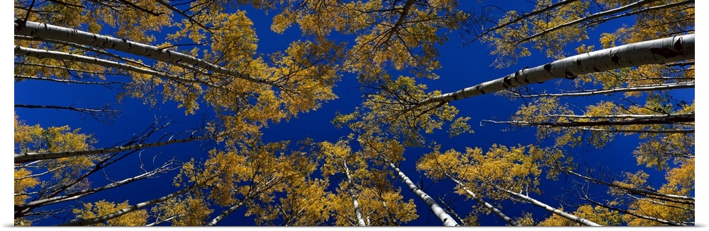 The tall slender branches of trees stretch into the sky above in this panoramic photograph taken from below looking up int...
