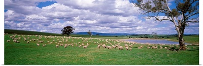 Australia, New South Wales, sheep grazing