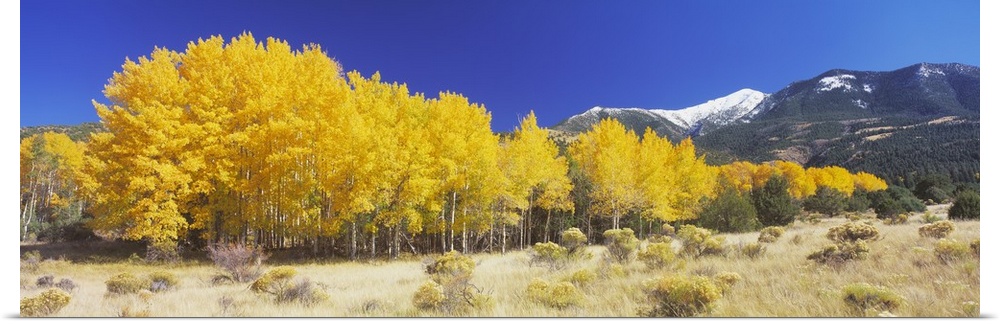Large aspen trees with yellow leaves stand on the edge of a field and go far back into the distance where there are snow c...