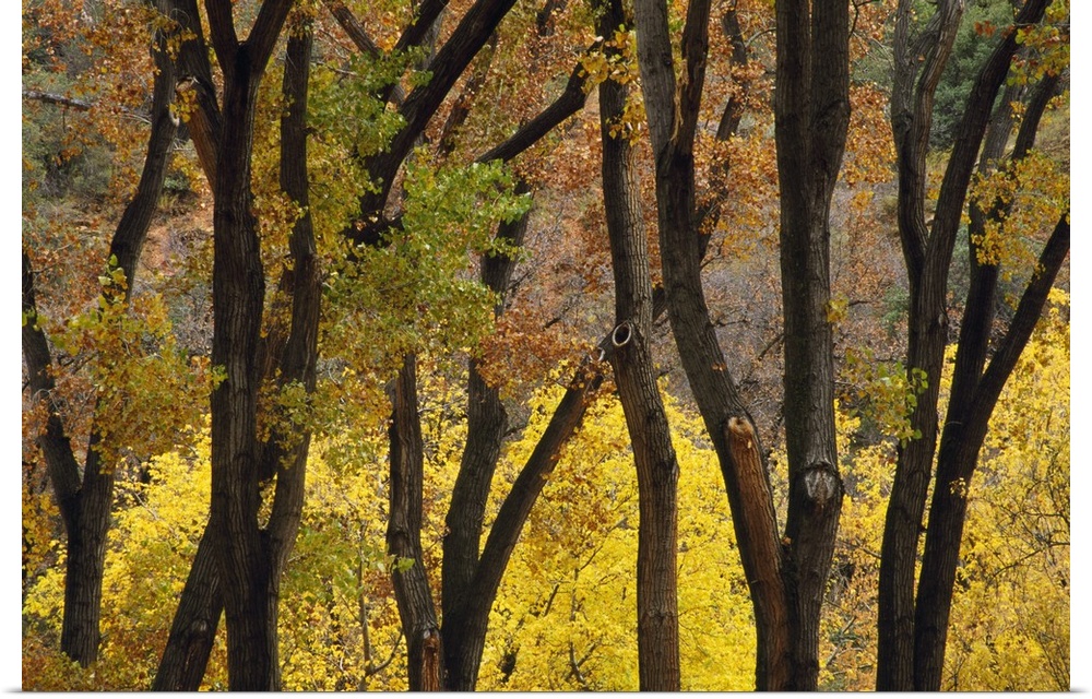 Big photo on canvas of trees with fall foliage in a forest.