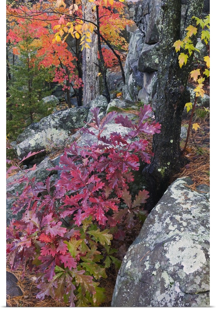 Brush and trees in a forest are photographed during fall with large stones throughout the picture.