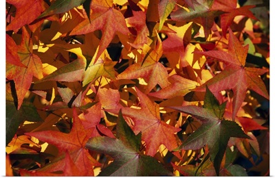 Autumn color leaves, close up, Oregon