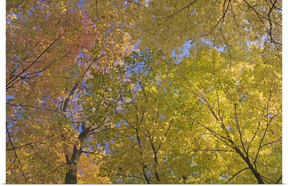 Autumn color maple tree canopy, Mille Lacs Kathio State Park, Minnesota